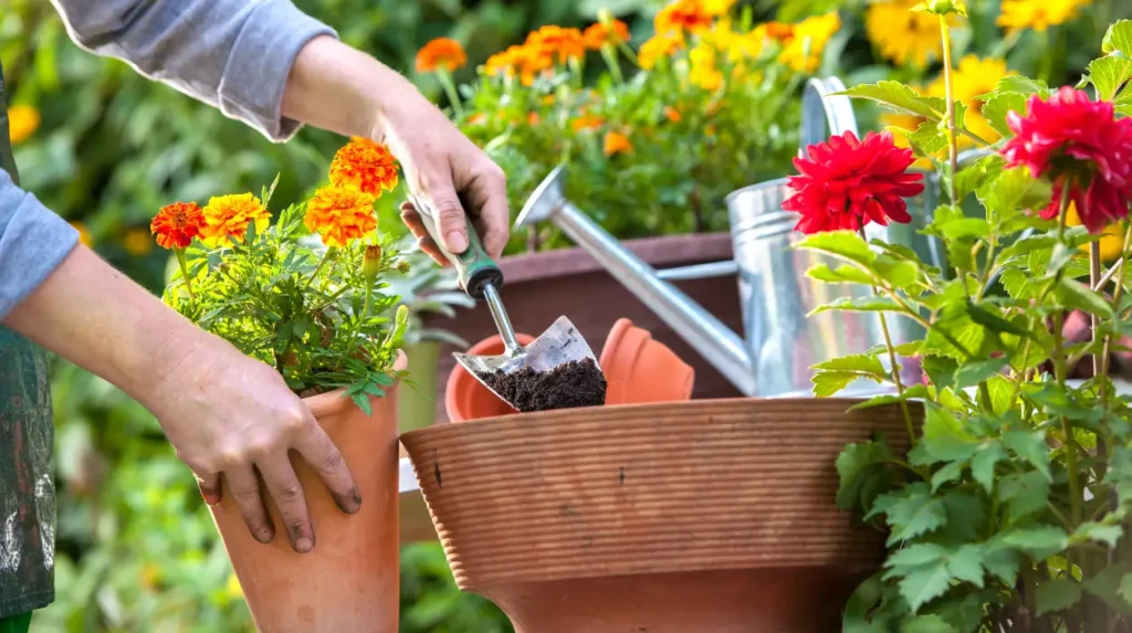 Reactivated Mould Spores in Damp Bolton Basements: A Silent Health Threat