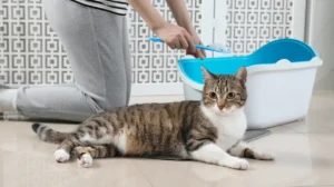 Pet Smells Trapped in the Ageing Terraced House Fabrics