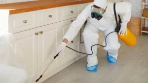 Mould Spores Reactivating in Damp Areas Bee Cleaning Services Anti-Microbial Treatments for Cheadle