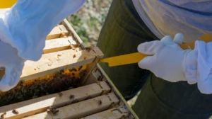 Sticky Residues Damaging New Surfaces Bee Cleaning Services Gentle Post-Build Cleaning in Cheadle